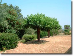 Mulberry tree